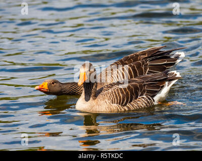 Graugans (Anser anser) auf dem Wasser Stockfoto