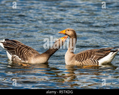 Graugans (Anser anser) auf dem Wasser Stockfoto