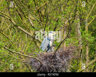 Graureiher (Ardea cinerea) mit Küken auf einem Nest Stockfoto