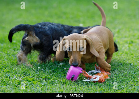 Kleine Hunde Dackel spielt im Garten Stockfoto