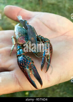 Roter amerikanischer Marsh Crab (procambarus Clarkii) Stockfoto