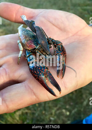 Roter amerikanischer Marsh Crab (procambarus Clarkii) Stockfoto