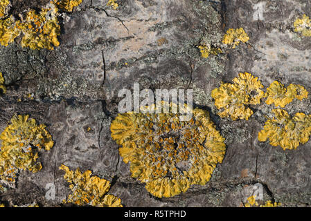 Gemeinsame orange Flechten xanthoria parietina auf Pappel Baumstamm Stockfoto