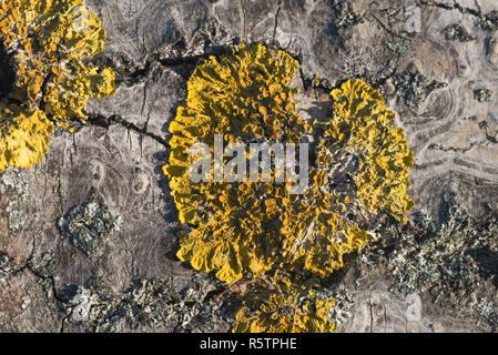 Gemeinsame orange Flechten xanthoria parietina auf Pappel Baumstamm Stockfoto