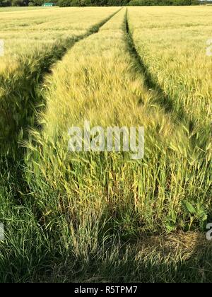 Spuren eines großen Traktor in einem Feld Stockfoto