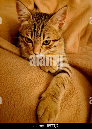 Braune Katze auf die braune Decke, close-up Stockfoto