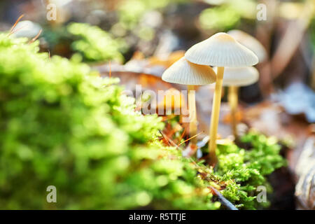 Weiße Pilze im Wald auf einem Hintergrund von Gras und Tannennadeln. Stockfoto