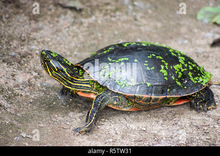 Wstern gemalte Schildkröte (Chrysemys picta bellii) Stockfoto