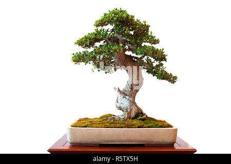 Olive Tree isoliert, als Bonsai weiß Stockfoto