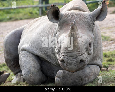 In der Nähe von schwarzen Nashörner direkt in die Kamera schauen. Bei Port Lympne Safari Park in der Nähe von Ashford Kent UK fotografiert. Stockfoto