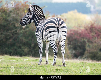 Zebra, von hinten am Port Lympne Safari Park, Ashford, Kent UK fotografiert. Die Landschaft von Kent im Herbst kann im Hintergrund gesehen werden. Stockfoto