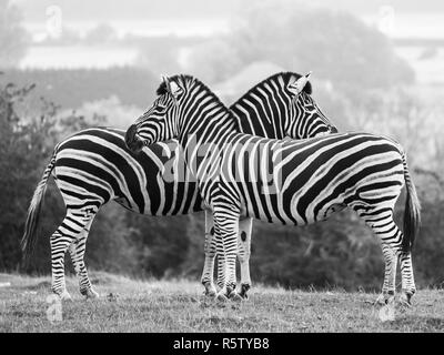 Zwei schwarz-weiß gestreiften Chapman Zebras, in Schwarz-Weiß bei Port Lympne Safari Park, Ashford, Kent UK fotografiert. Stockfoto