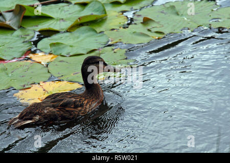 Ente Stockfoto