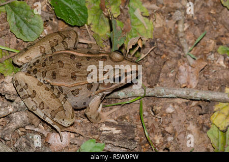 Südliche Leopard Frog, Lithobates sphenocephala Stockfoto