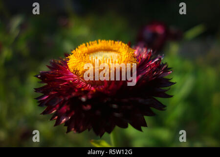 getrocknete Blumen Stockfoto