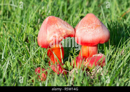 Scharlach Scharlach Waxcap, Haube, Hygrocybe coccinea, Pilze, fliegenpilze, ebernoe Cricket Field, Oktober, Sussex, UK Stockfoto