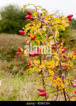 Rote Hagebutten auf Bush außerhalb viele dicke Reifen Stockfoto