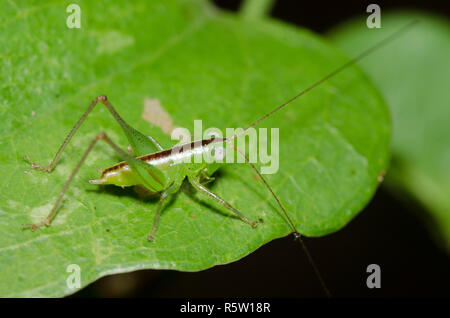 Wiese Katydid, Stamm Conocephalini, Nymphe Stockfoto