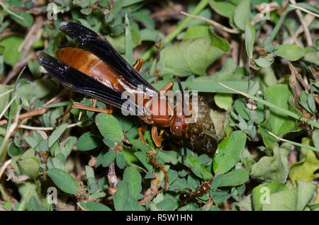 Paper Wasp, Feldwespe sp., zerdrücken grub Beute während der südlichen Feuerameisen, Solenopsis xyloni, stören Stockfoto