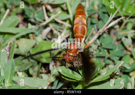 Paper Wasp, Feldwespe sp., zerdrücken grub Beute während der südlichen Feuerameisen, Solenopsis xyloni, stören Stockfoto