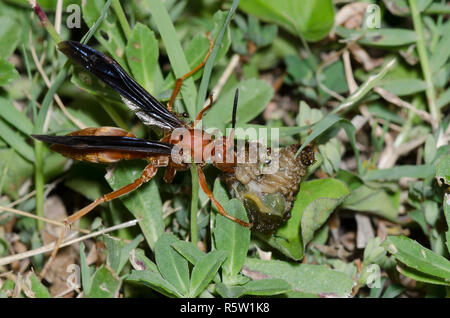 Paper Wasp, Feldwespe sp., zerdrücken grub Beute während der südlichen Feuerameisen, Solenopsis xyloni, stören Stockfoto