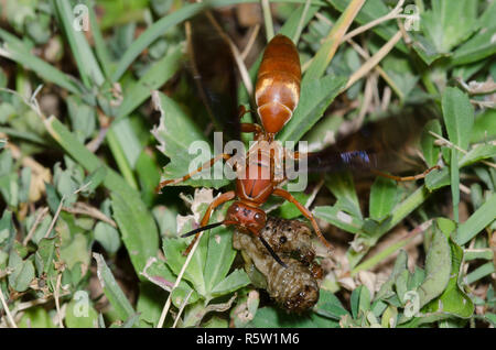 Paper Wasp, Feldwespe sp., zerdrücken grub Beute während der südlichen Feuerameisen, Solenopsis xyloni, stören Stockfoto