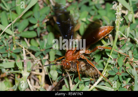 Paper Wasp, Feldwespe sp., zerdrücken grub Beute während der südlichen Feuerameisen, Solenopsis xyloni, stören Stockfoto