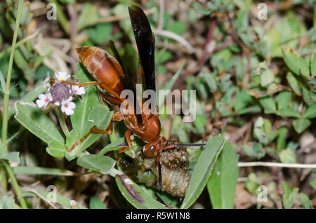 Paper Wasp, Feldwespe sp., zerdrücken grub Beute während der südlichen Feuerameisen, Solenopsis xyloni, stören Stockfoto