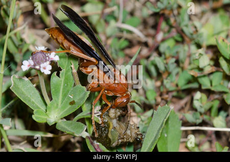 Paper Wasp, Feldwespe sp., zerdrücken grub Beute während der südlichen Feuerameisen, Solenopsis xyloni, stören Stockfoto