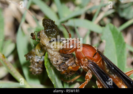 Paper Wasp, Feldwespe sp., zerdrücken grub Beute während der südlichen Feuerameisen, Solenopsis xyloni, stören Stockfoto