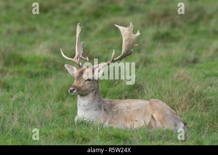 Damwild, Dama Dama, Verlegung in Gras, Bock, Hirsch, Geweih, Oktober, Großbritannien. Stockfoto