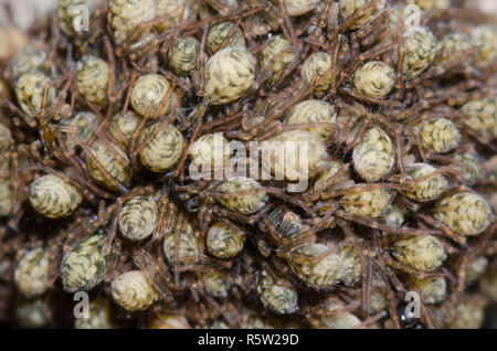 Wolf Spider, Tigrosa sp., Weibchen mit Jungen Stockfoto