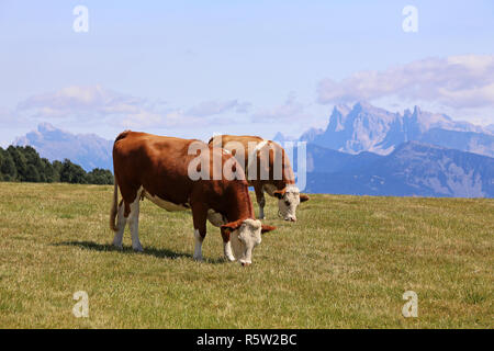 Zwei rot-weiß-alpin Kühe auf dem rittnerhorn Stockfoto