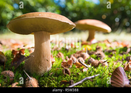 essbare Pilze im Wald Stockfoto