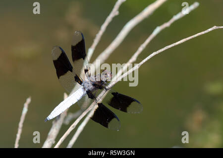 Gemeinsame Whitetail, Plathemis Lydia, männlich Stockfoto