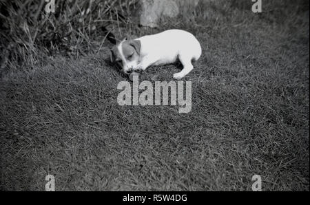 1950, historische, in einem Garten auf der Rückseite einen kleinen Jack Russell Terrier Hund liegend im Gras Kauen eine Kugel. Der Jack Russell Terrier wurde ursprünglich als working Terrier zu jagen Füchse gezüchtet und ist eine lebendige, unabhängige und kluge kleinen Hund. Stockfoto