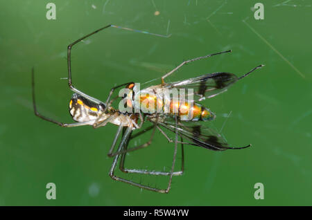 Sheetweb Spinne, Unterfamilie Linyphiinae, Erfassung longlegged Fliegen, Condylostylus sp., Beute Stockfoto