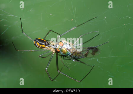 Sheetweb Spinne, Unterfamilie Linyphiinae, Erfassung longlegged Fliegen, Condylostylus sp., Beute Stockfoto