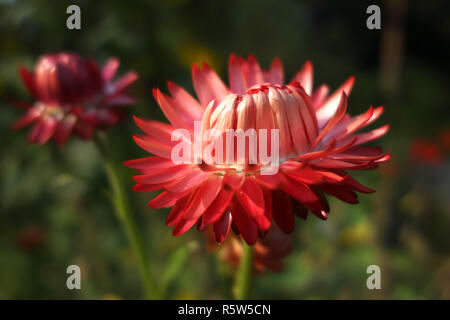 getrocknete Blumen Stockfoto