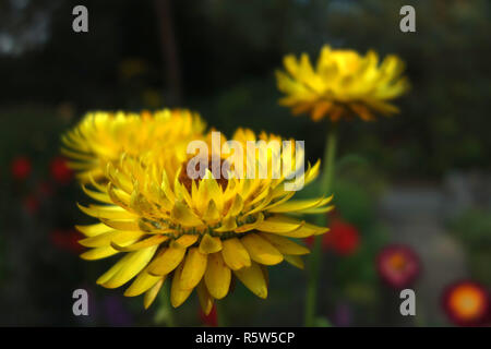 getrocknete Blumen Stockfoto