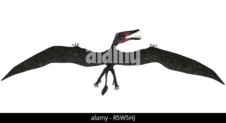 Dorygnathus Flug auf Weiß Stockfoto