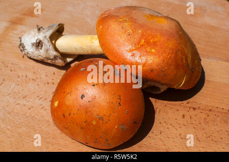 Raw suillus rutschig Jack abgeholt bolete Pilze Pilze auf Holzbrett closeup Stockfoto