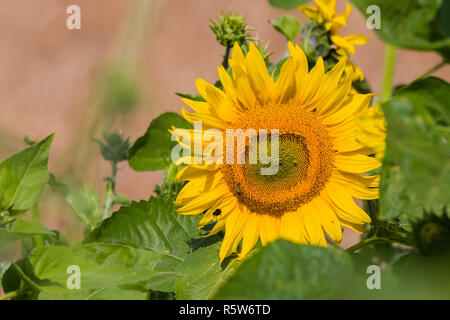 Sonnenblume Stockfoto