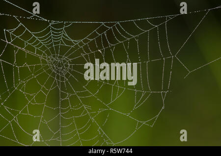 Orb Web, Familie Araneidae, mit Tau Stockfoto