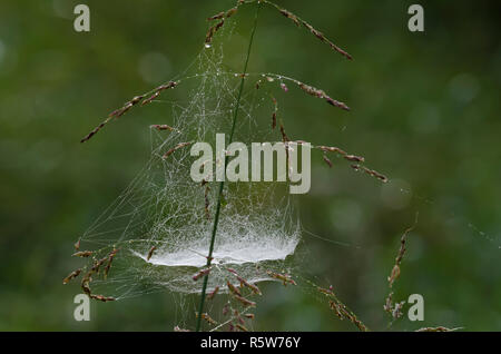 Schüssel und Deckchen Web, Unterfamilie Linyphiinae, mit Tau Stockfoto