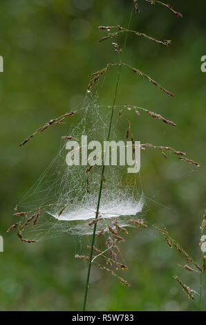 Schüssel und Deckchen Web, Unterfamilie Linyphiinae, mit Tau Stockfoto