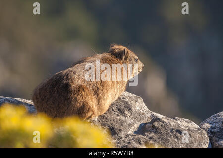 Dassie auf dem Tafelberg Stockfoto