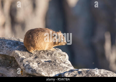 Dassie auf dem Tafelberg Stockfoto