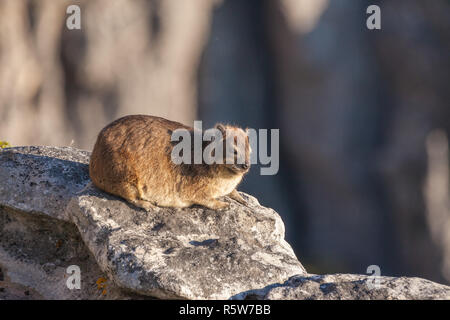 Dassie auf dem Tafelberg Stockfoto