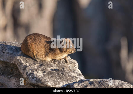 Dassie auf dem Tafelberg Stockfoto